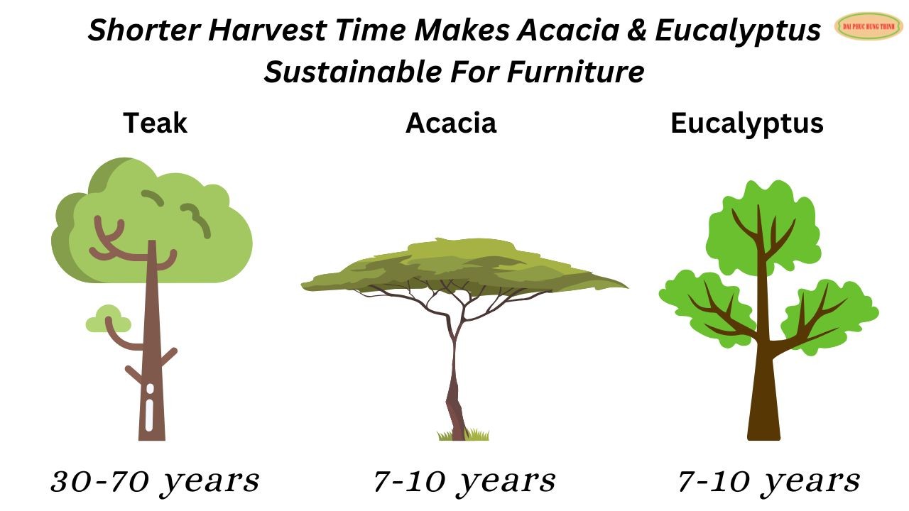 acacia vs eucalyptus furniture